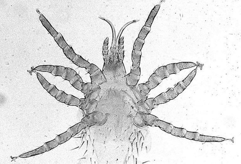 Heat Treatment for Bird Mites British Bird Control